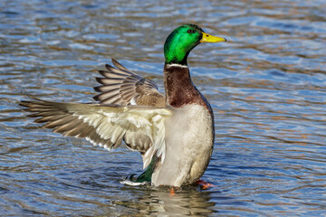Obraz premium Stockente (Anas platyrhynchos) Männchen