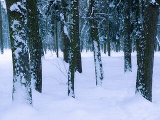 Forest covered with snow. Magical winter landscape after snowfall. Nature in the cold season.