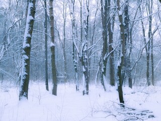 Forest covered with snow. Magical winter landscape after snowfall. Nature in the cold season.