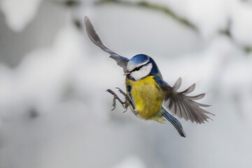 Obraz premium Blaumeise (Cyanistes caeruleus)