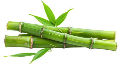 Close-up of green bamboo stalks with fresh leaves, isolated on a black background