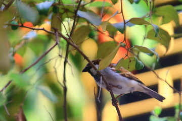 House Sparrow (Species domesticus) on black background.
