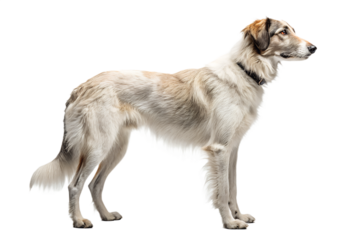Realistic farm dog, full body, standing pose, neutral natural position, realistic proportions, clean detailed fur texture, soft studio lighting, eye level view, centered composition, isolated on trans
