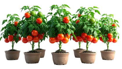 Close-up of potted tomato plants displaying ripe red fruit and vibrant green leaves