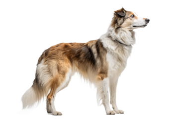 Realistic farm dog, full body, standing pose, neutral natural position, realistic proportions, clean detailed fur texture, soft studio lighting, eye level view, centered composition, isolated on trans