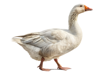 Realistic farm goose, full body, standing pose, neutral natural position, realistic proportions, clean detailed feathers, soft studio lighting, eye level view, centered composition, isolated on transp