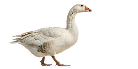 Realistic farm goose, full body, standing pose, neutral natural position, realistic proportions, clean detailed feathers, soft studio lighting, eye level view, centered composition, isolated on transp