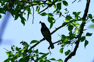 bird on a tree
