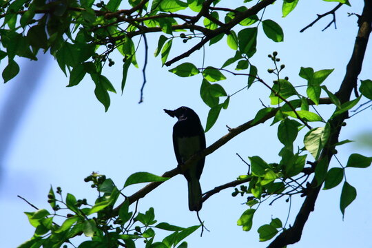 oriental magpie robin bird on a Insect catch fence Photography