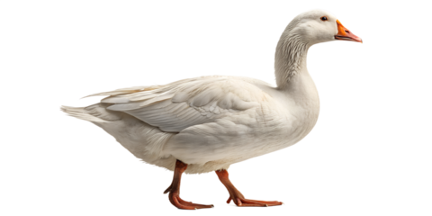 Realistic farm duck, full body, standing pose, neutral natural position, realistic proportions, clean detailed feathers, soft studio lighting, eye level view, centered composition, isolated on transpa