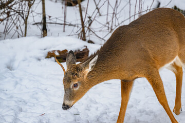 Obraz premium A Male, Buck, whitetail deer has lost one of his antlers during January this Winter in Windsor, Upstate NY. A spike buck is dropping his antlers.