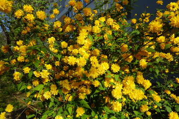 Kerria Japonica Pleniflora bush blooming with fresh yellow flowers in the sunlight in spring