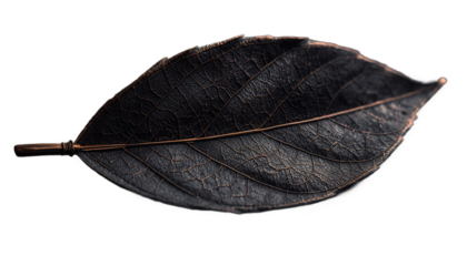 A close-up photograph of a dark brown leaf against a black background