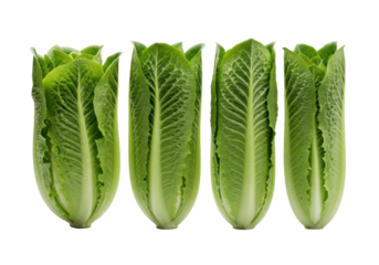 Four vibrant, dew-kissed butter and romaine lettuce heads, displaying natural textures and varied green shades, arranged on a transparent background. Concept of healthy food advertising