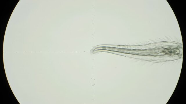 Microscopic view of a transparent Phantom Midge Larva, or Glassworm, swimming across the frame, showcasing its intricate internal anatomy in detail