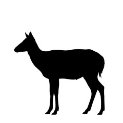 Fototapeta premium Silhouette of a graceful deer standing proudly against a white backdrop.