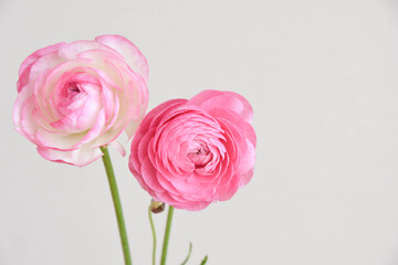 ピンクのラナンキュラス