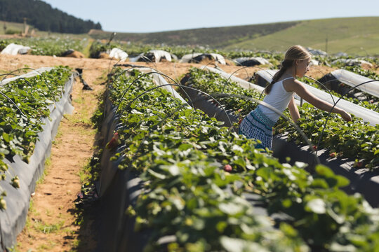 Female child picking ripe red strawberries among raised beds at strawberry farm, copy space