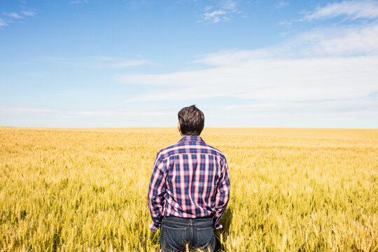 Mature adult man standing in golden wheat field under blue sky wearing plaid shirt and jeans
