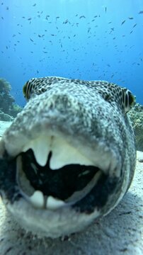 great white turtle, sea, underwater, ocean, water, animal, reptile, reef, coral, diving, fish, marine, swimming, hawksbill, scuba, green, shell, green turtle, nature, blue, tortoise, wildlife, tropica