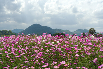 Vibrant field of pink cosmos flowers blooming under a dramatic cloudy sky with mountain backdrop. A beautiful natural landscape perfect for springtime and floral themes.