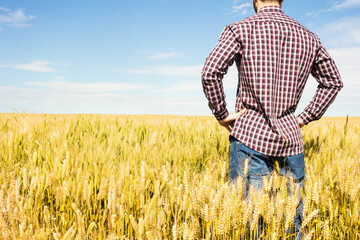 Male adult wearing plaid shirt, jeans standing facing horizon in wheat field, copy space