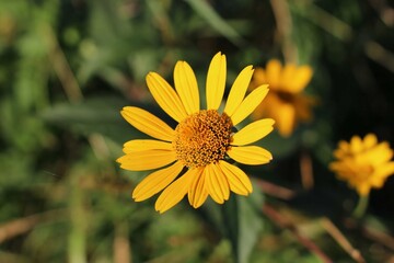 Close-up of a vibrant yellow daisy with green leaves in a natural outdoor setting with warm tones and a shallow depth of field.