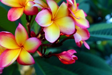 Fototapeta premium Close-up shot of vibrant pink and yellow plumeria flowers with lush green leaves in the background, conveying a tropical and serene mood.