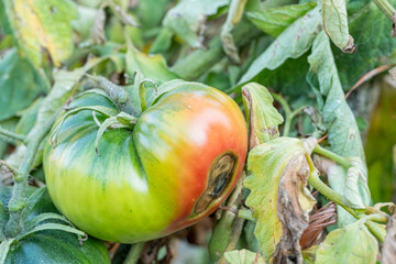Tomato with blossom end rot disease in garden. The Concept of Plant Pathology.