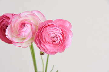 ピンクのラナンキュラス