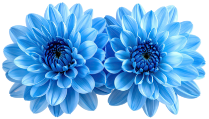 Close-up of two symmetrical, radiant blue flowers, intricate petals, and deep central details
