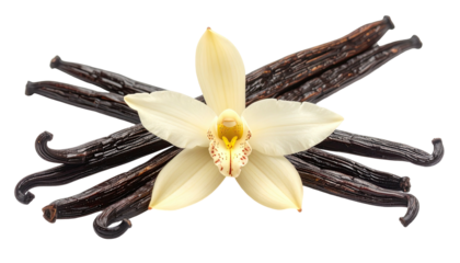 Close-up of vanilla pods, a delicate flower with creamy petals, and a detailed stamen