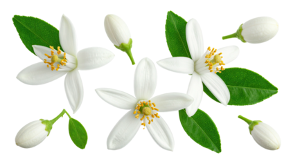 Close-up of white flowers and green leaves, delicate petals and vibrant yellow stamens
