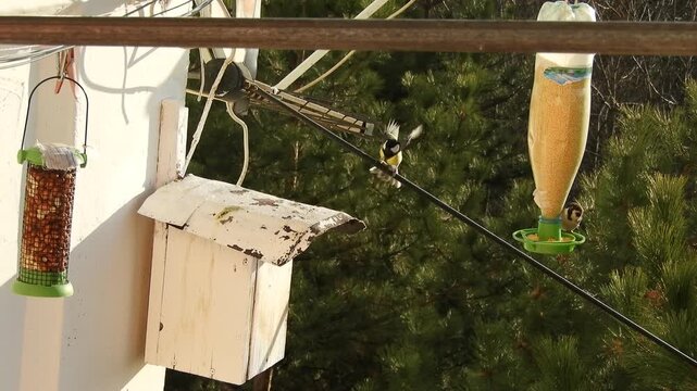 Devices for supporting wild urban birds outside a high-rise window: a mesh feeder with raw, unshelled peanuts, a feeder made from a plastic bottle with yellow peanuts, and a titmouse nest made from pl