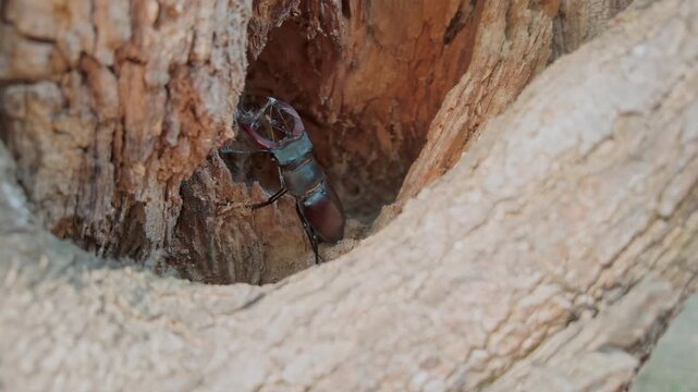 Greater Stag Beetle with its big horns crawls inside shelter of an old hole of wood trunk, close-up. Stag Beetle uses its enlarged mandibles as it delves into soft, rotten remnants in hollow tree