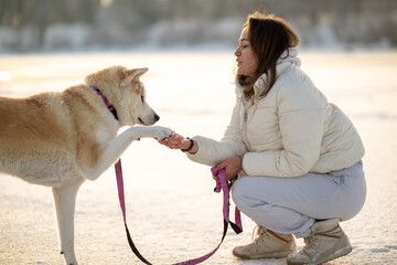 A girl in a white jacket shakes an Akita Inu's paw in the snow. A winter day, a warm moment of...