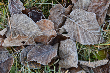 Leaves in autumn, Sainte-Apolline, Qu&eacute;bec, Canada
