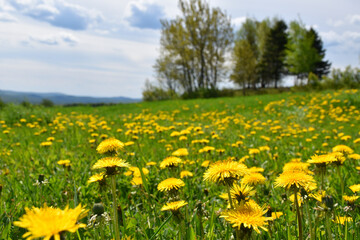 A field in spring, Sainte-Apolline, Qu&eacute;bec, Canada