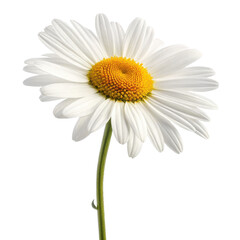 Delicate and pristine white daisy flower with a vibrant yellow central disc, showcasing its natural petal arrangement and slender green stem, is presented in a, isolated on transparent background.