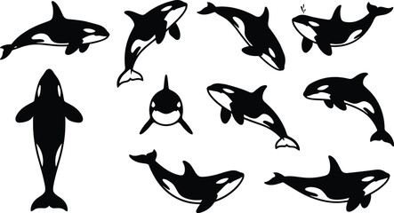 Black orca and killer whale silhouettes set featuring marine mammals in various poses like swimming jumping diving and breaching on white background © Taslima