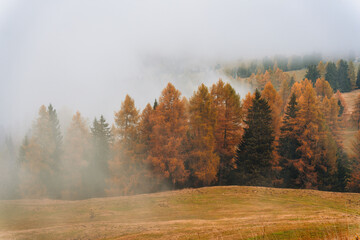 Autumn larch forest with foggy morning on rolling hill in Dolomites, Italy