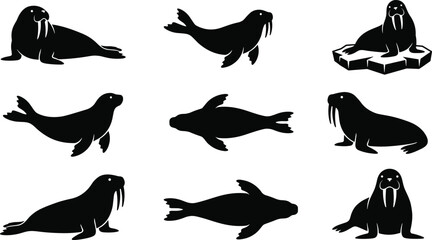 Black walrus silhouettes set featuring arctic marine mammals with tusks in various poses like swimming resting on ice and diving © Taslima
