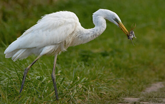 Czapla biała z upolowaną myszą