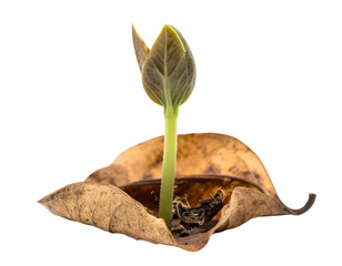 Young seedling sprout growing from dry fallen leaf regeneration and new life concept macro on isolated background