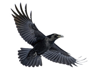 Obraz premium Majestic black common raven with glossy plumage and sharply defined feathers is captured in mid-flight, wings fully extended and angled upwards against a, isolated on transparent background.