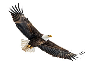 Fototapeta premium Majestic adult Bald Eagle with dark brown plumage and brilliant white head and tail feathers, captured in dynamic full flight with outstretched wings and focused, isolated on transparent background.