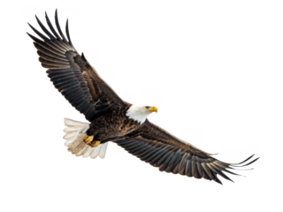 Majestic adult Bald Eagle with dark brown plumage and brilliant white head and tail feathers, captured in dynamic full flight with outstretched wings and focused, isolated on transparent background.