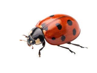 Vibrant, detailed photograph of a seven-spotted ladybug with a glossy chitinous exoskeleton, displaying its characteristic red and black coloration, positioned, isolated on transparent background.