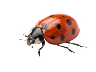 Vibrant, detailed photograph of a seven-spotted ladybug with a glossy chitinous exoskeleton, displaying its characteristic red and black coloration, positioned, isolated on transparent background.