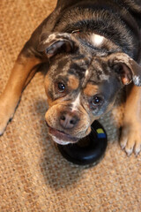 A closeup of a cute English Bulldog looking at camera. Beautiful young dog, best friend concept 